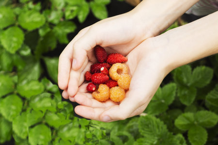strawberries and raspberries in baby hands, source of vitamins, healthy eating concept, summer...
