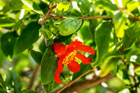 red flower pomegranate on a tree. pomegranate flowering, harvest ripening, Ripening pomegranate. Soft focus.の写真素材