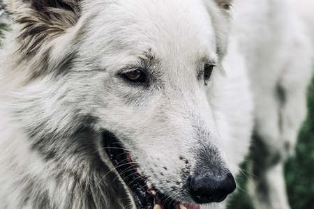 White swiss shepherd dog portrait, close up outdoors in the nature.の写真素材