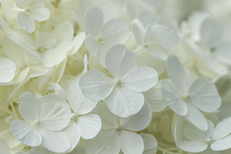 Blurred Beautiful white hydrangea or hortensia flower close up. Artistic natural background. A macrophotography of a white hyndrangea in all its glory.の写真素材