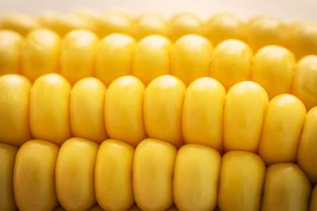Large grains of ripe corn. Background of bulk of yellow corn grains. Sweet corn ears background.の写真素材