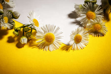 Blank paper greeting card, invitation. Wedding, birthday mock-up scene. Decorative floral composition. Close up of white and yellow chamomile on yellow background. Selective focus.の写真素材