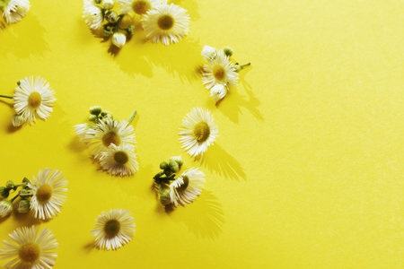 White chamomile daisy flowers with shadows pattern on yellow background. Flat lay, top view floral...