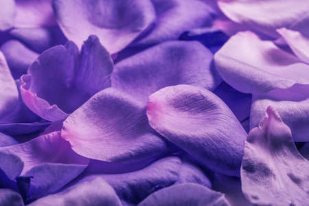 Beautiful delicate lilac, purple flowers composition. Rose petals. Flat lay, top view, copy space, Beautiful background for greeting cards wedding invitation gift.の写真素材