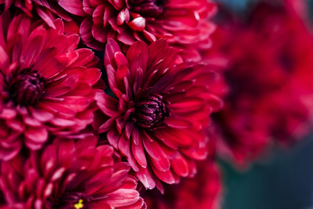 Burgundy dahlia petals macro, floral abstract background. Close up of flowes dahlia, chrysanthemum...