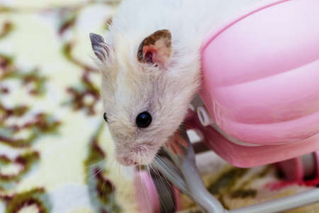 a charming white Syrian hamster sitting in pink doll's carriage. Close up. Selective focus.の写真素材