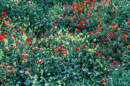 Beautiful field meadow red and yellow flowers in morning, nature landscape.の写真素材