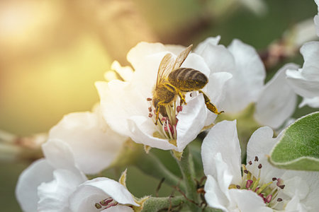 Honey bee Pollinating Apple Tree in Spring with white blossoms..opposite the sun's rays, Close up