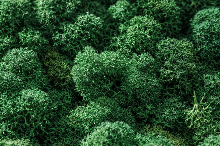 Close Up Of Fresh green Moss background beautiful in natureの写真素材