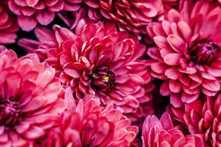 Defocused Burgundy dahlia petals macro, floral abstract background. Close up of flowes dahlia, chrysanthemum for background, Soft focusの写真素材