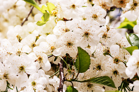 White apple tree blossom flowers blooming in spring, easter time against a natural blurred garden...