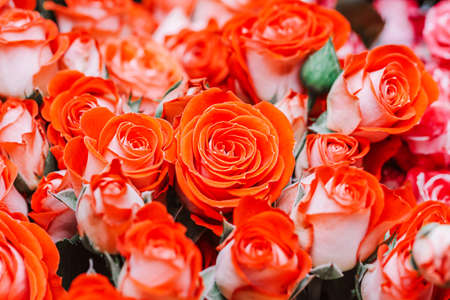Bouquet of beautiful coral roses. Selective focus, macro.の写真素材