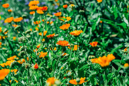 Beautiful wildflowers with orange bloom in summerの写真素材