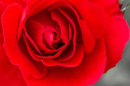 Abstract flower background. Red rose flower leaves. macro shot of fresh rosa for symbol of love, prosperity, or immortality conceptの写真素材
