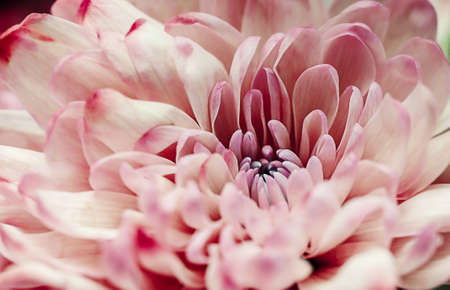 Defocused pastel dahlia petals macro, floral abstract background. Close up of flower dahlia for background, Soft focus.の写真素材