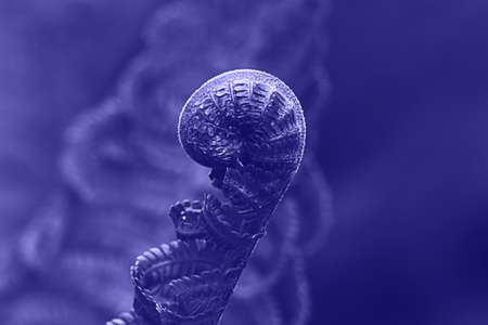 Closed leaf of fern on a Purple Very Peri background, concept of lifeの写真素材