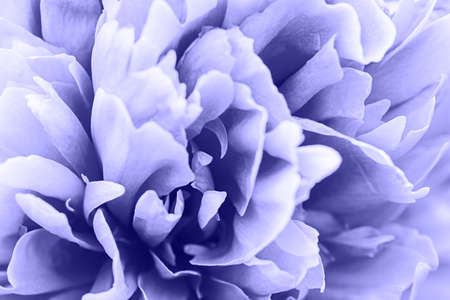 Defocused pastel, Very Peri purple dahlia petals macro, floral abstract background. Close up of flower dahlia for background, Soft focusの写真素材