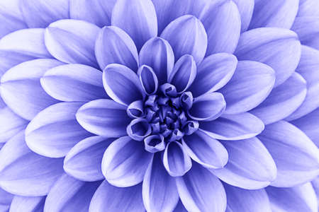 Defocused Purple Very Peri dahlia petals macro, floral abstract background. Close up of flower dahlia for background, Soft focus.の写真素材
