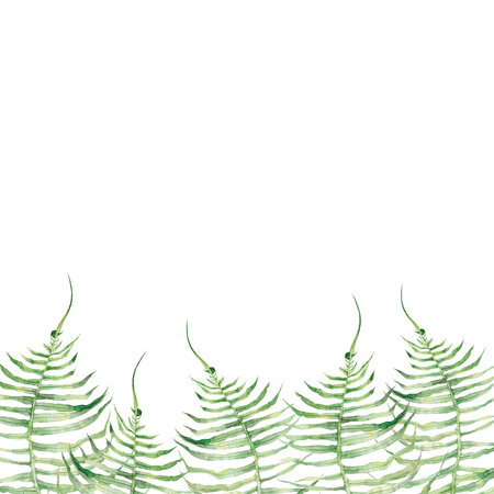 fern, forest, flora, botany, nature, summer, watercolor, clip art, the art, the illustration, watercolor illustration, hand-painted illustrationの写真素材