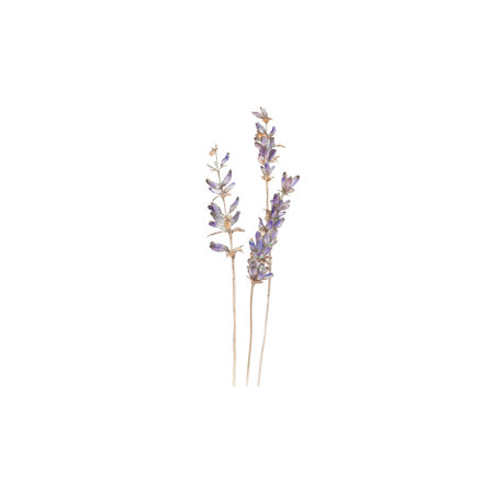 lavander, flowers, blossom, floret, flora, botany, nature, violet, purple, summer, art, watercolour, design, styling, isolatの写真素材