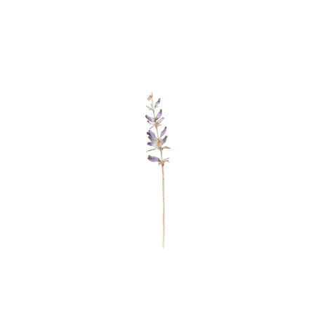 lavender flower painted in watercolor. illustration on a white background. the illustration is suitable for design, printing on fabric. purple lavender flower painted by handの写真素材