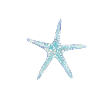 starfish, seashell, underwater world, ocean, sea, nature, blue color, watercolour, the art, the illustration, clip artの写真素材