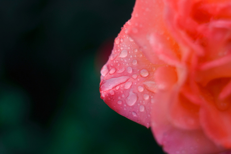 Beautiful rose petals after the rain. Cloudy day, soft lightの写真素材