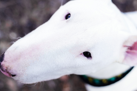 English bullterrier close upの写真素材
