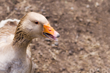 Goose in the bird yard (farm). Concept of animal husbandry, household, organic meat, village life. Copy spaceの写真素材