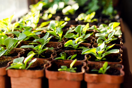 Small sprouts of Petunia flowers in brown pots, growing in the bright rays of the spring sun. The concept of gardening, environmental friendliness, farmingの写真素材