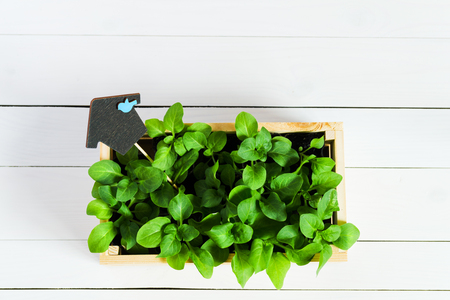 Young sprouts, shoot, seedling, sapling in a wooden box with topper. Flat lay with copy spaceの写真素材