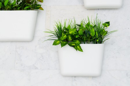 green plants in white pots on the wall, vertical gardening in the interiorの写真素材