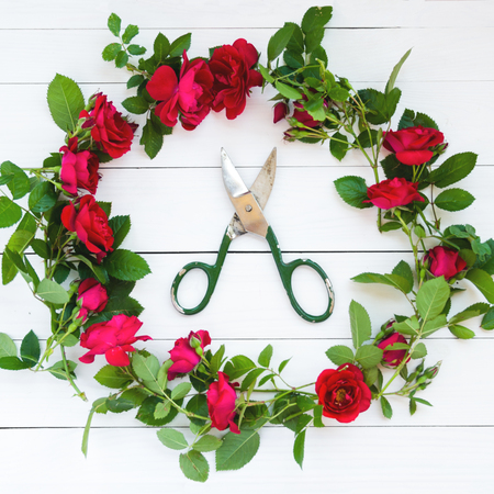A wreath of homemade roses with vintage scissors on a white wooden table. flat layの写真素材