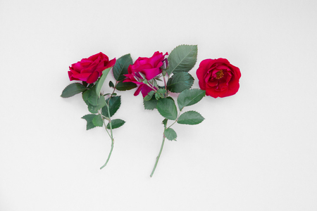 Three home roses on a white background flat lay. With copy spaceの写真素材