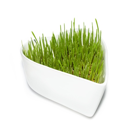 Green wheat grass in white heart-shaped pot on white isolated background の写真素材