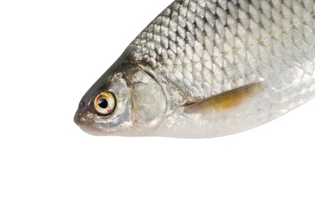  River fish, roach on white isolated backgroundの写真素材