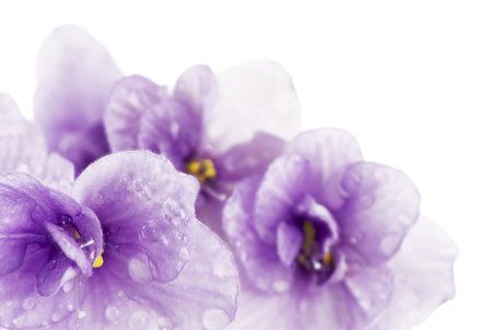 Floral background of violets with water droplets close up 