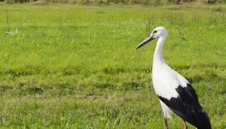 White stork  lat  Ciconia ciconia  on the meadowの写真素材