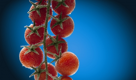 Cherry tomatoes in water with air bubbles on blue-black gradient backgroundの写真素材