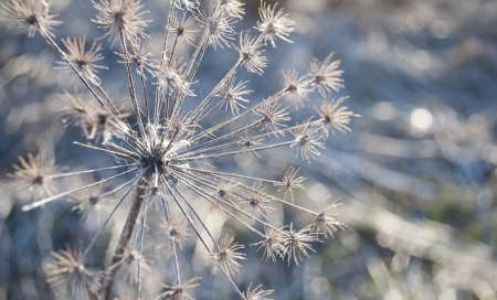 Withered inflorescence goutweed in the rays of the setting sun as backgroundの写真素材