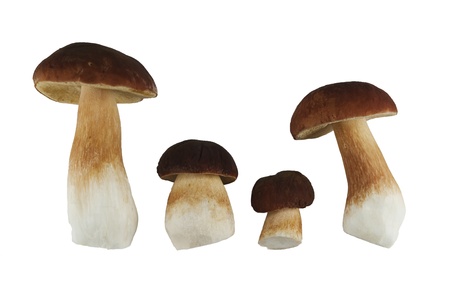 The boletus edulis isolated on white backgroundの写真素材