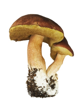 The boletus edulis isolated on white backgroundの写真素材