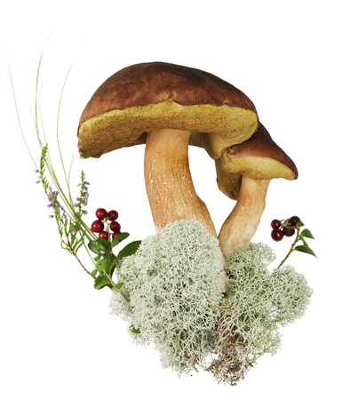 The boletus edulis isolated on white backgroundの写真素材