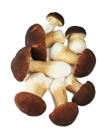 The boletus edulis isolated on white backgroundの写真素材