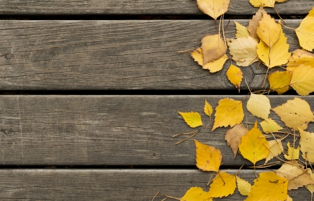 Autumn  birch leaves and pine needles on a dark wooden backgroundの写真素材