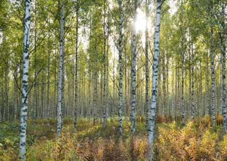 Birchwood in sun beams in the early fall   Autumn landscape の写真素材