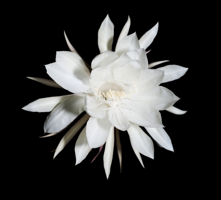 Night Blooming Cereus  Also known as Queen of the Night  Flower on black isolated の写真素材