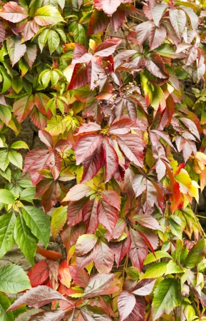 Red and green autumn wild grape leaves, natural seasonal backgroundの写真素材