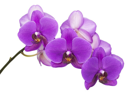 Dark purple orchid on white  isolated の写真素材
