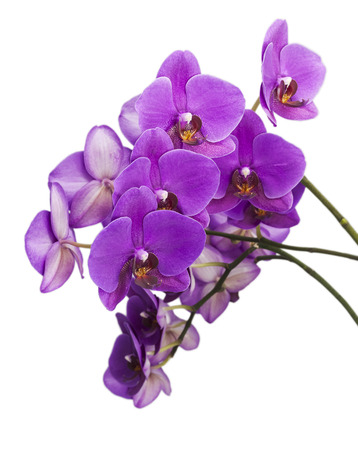 Dark purple orchid on white  isolated backgroundの写真素材